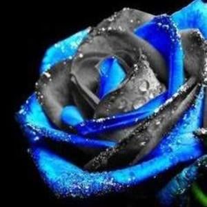 Meet your Posher, Gavin